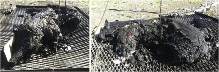 Fig. 12: Pig carcass after the experiment with fuel-animal mass ratio = 2.