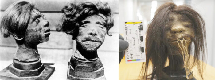 Left: two shrunken heads displayed at Buchenwald in 1945. Right: Shrunken head from Buchenwald archive analyzed in 2024.